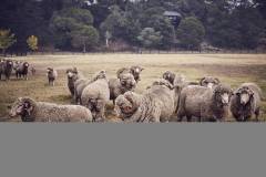 1_Sheep-scaled