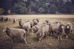 Sheep-scaled