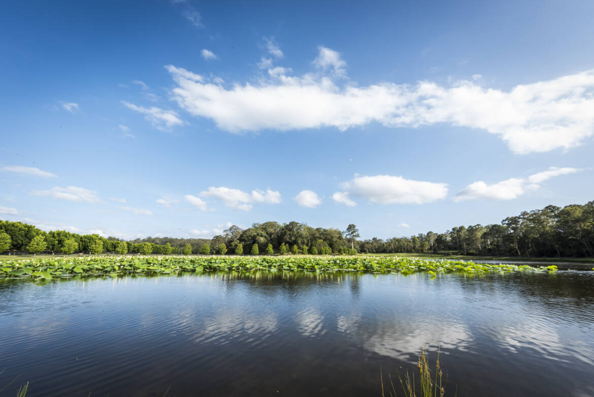 Lotus-lake.jpg