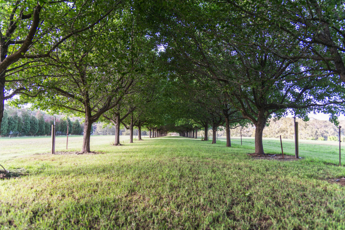 Tree-arbour.jpg