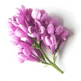 flowers.png